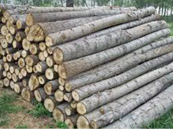 Pine wood processed by log peeler