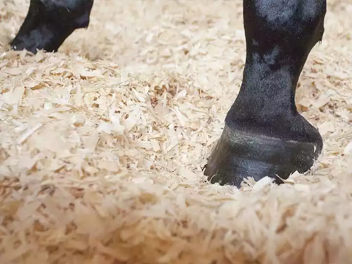 Wood shaving for horse bedding