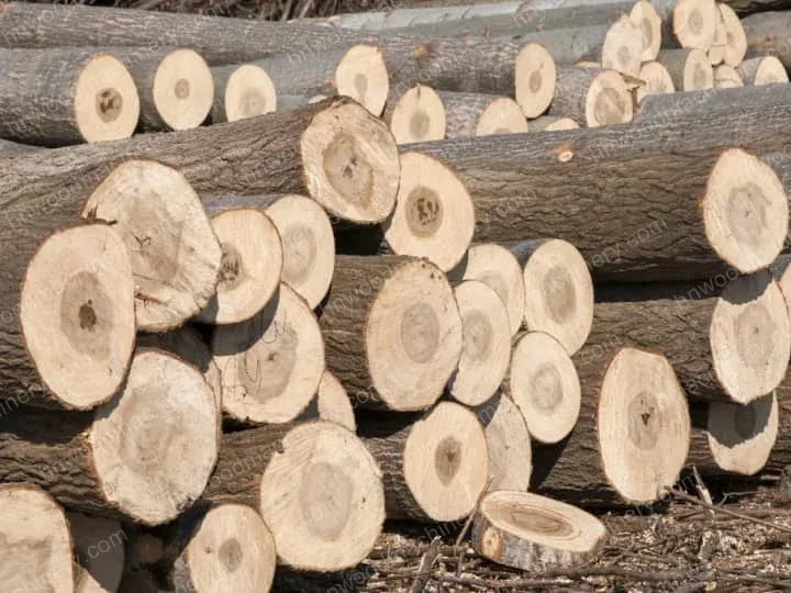 3 Types Of Wood Debarker: Efficient Solutions For Timber Processing 11 Poplar