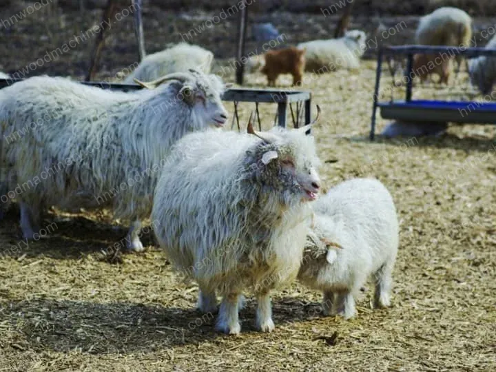 Bahamas Customer Buys Wood Shaving Machine For Livestock Bedding 3 Goat
